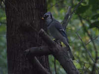 Blue jay [Cyanocitta cristata]